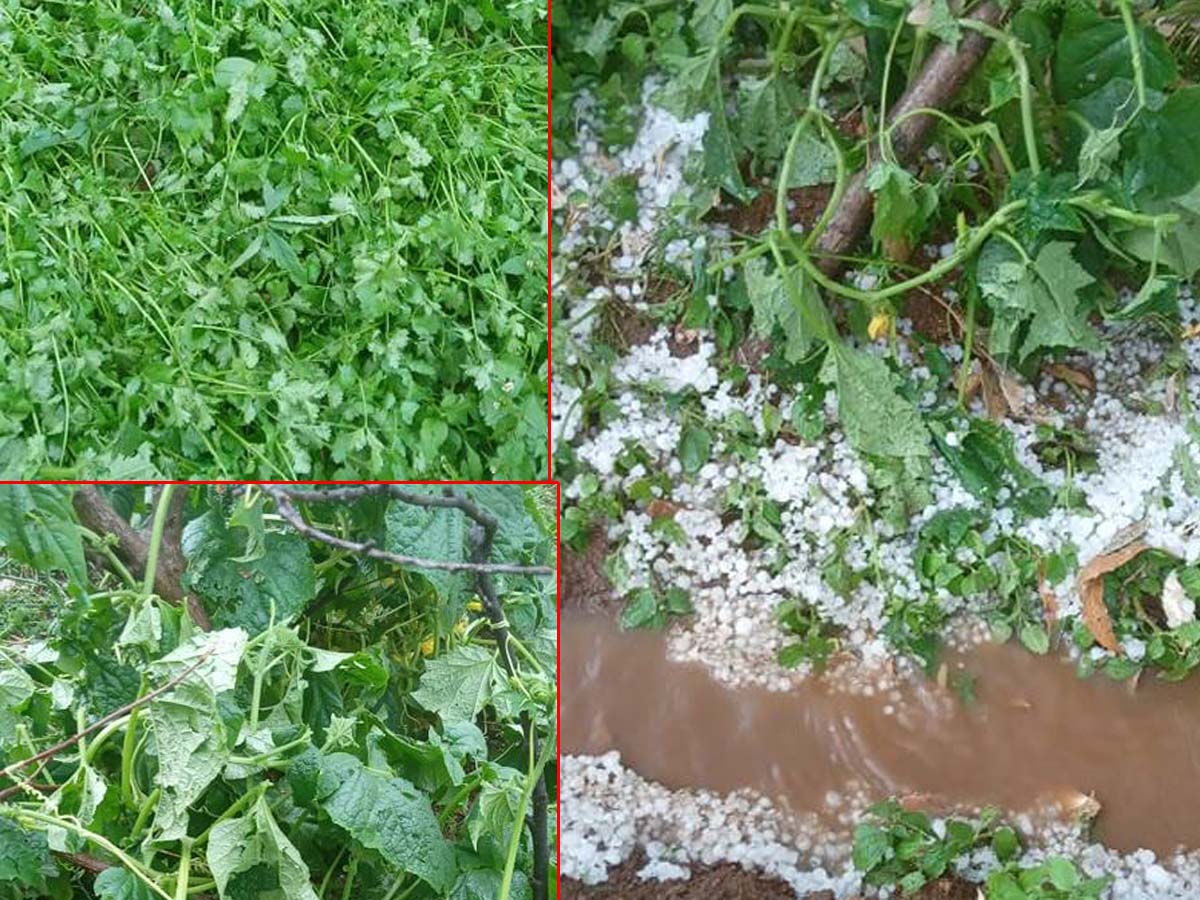 बैतडीमा असिनाले तरकारी बालीमा क्षति